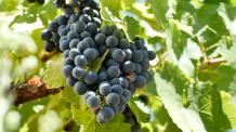 images/categorieimages/gamay grape.jpg